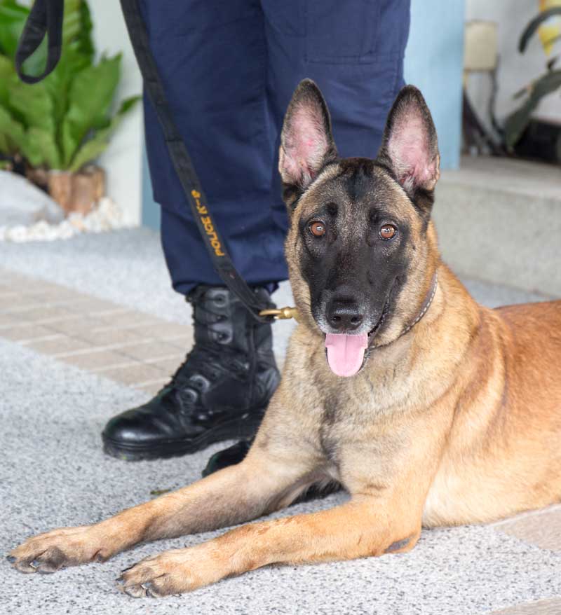 WePatrol - London-based, residential security specialists providing professional, SIA licensed security services.